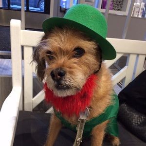 New listings: leprechaun pet outfits